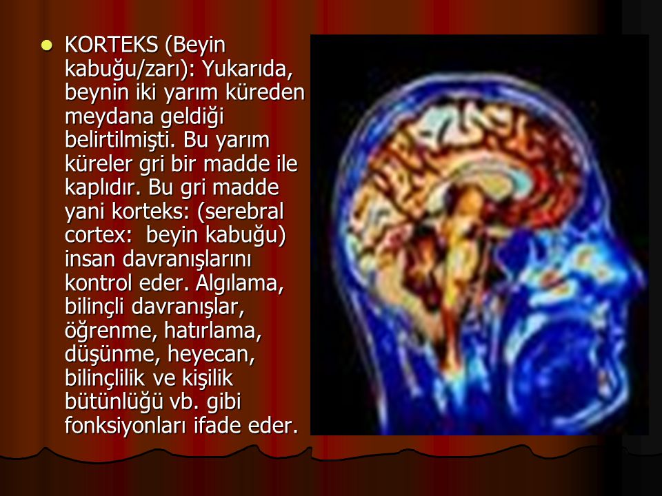 KORTEKS (Beyin kabuğu/zarı): Yukarıda, beynin iki yarım küreden meydana geldiği belirtilmişti.