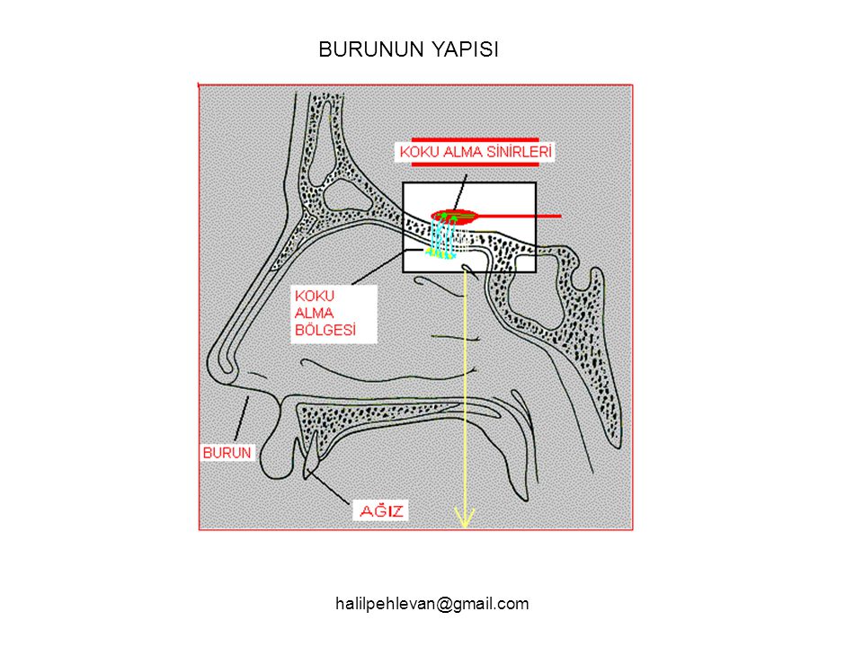 BURUNUN YAPISI