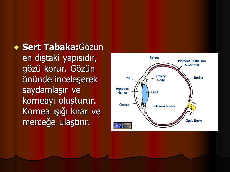 Sert Tabaka:Gözün en dıştaki yapısıdır, gözü korur