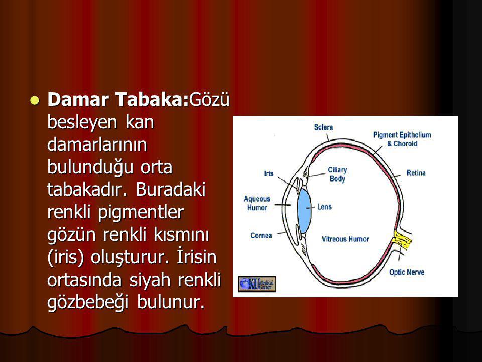 Damar Tabaka:Gözü besleyen kan damarlarının bulunduğu orta tabakadır
