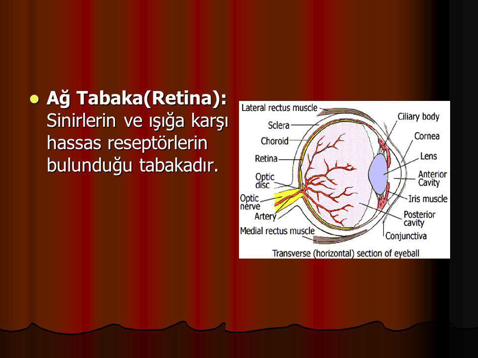 Ağ Tabaka(Retina): Sinirlerin ve ışığa karşı hassas reseptörlerin bulunduğu tabakadır.