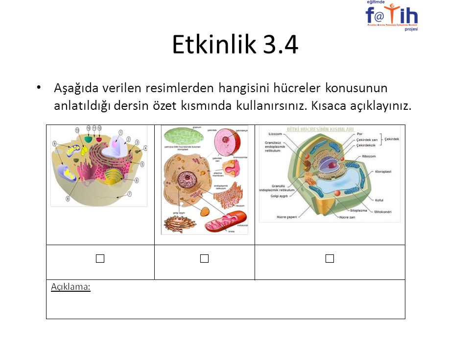 Etkinlik 3.4 Aşağıda verilen resimlerden hangisini hücreler konusunun anlatıldığı dersin özet kısmında kullanırsınız.