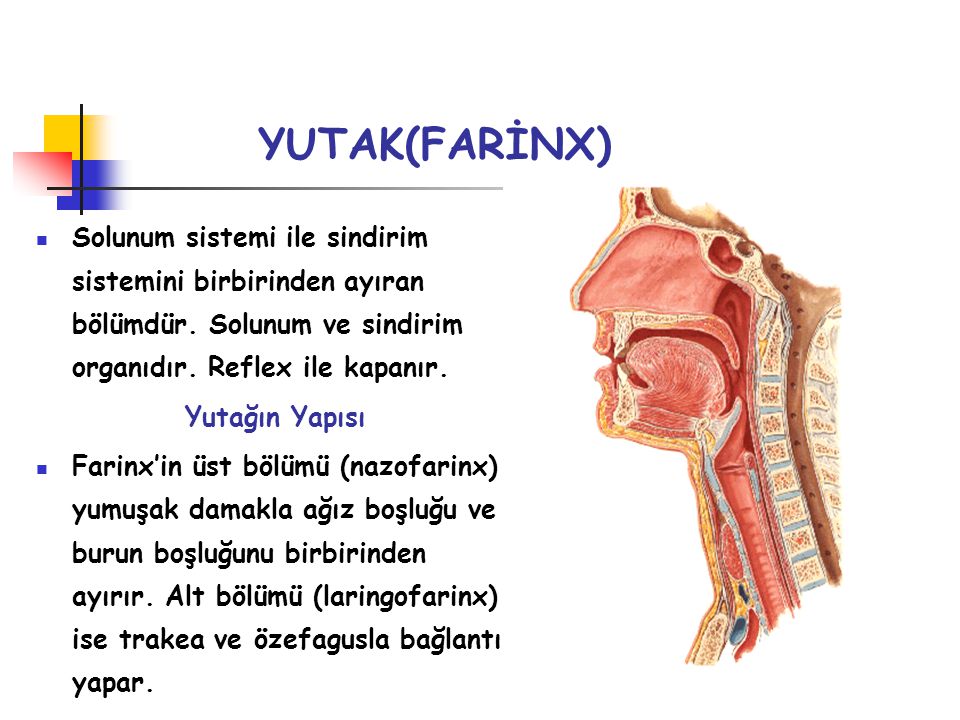 YUTAK(FARİNX) Solunum sistemi ile sindirim sistemini birbirinden ayıran bölümdür. Solunum ve sindirim organıdır. Reflex ile kapanır.