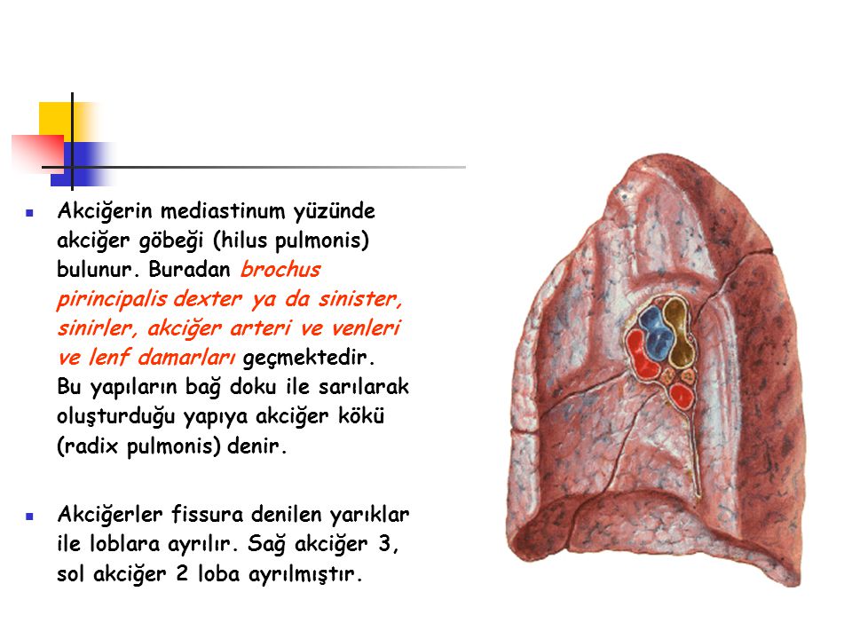 Akciğerin mediastinum yüzünde akciğer göbeği (hilus pulmonis) bulunur