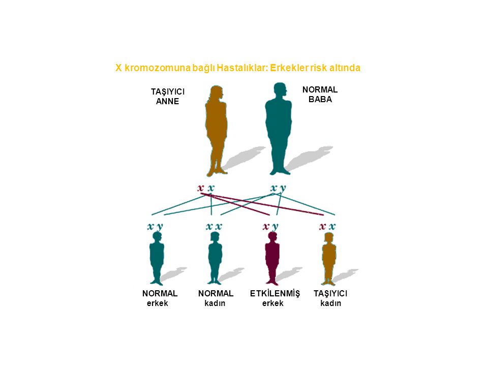 X kromozomuna bağlı Hastalıklar: Erkekler risk altında