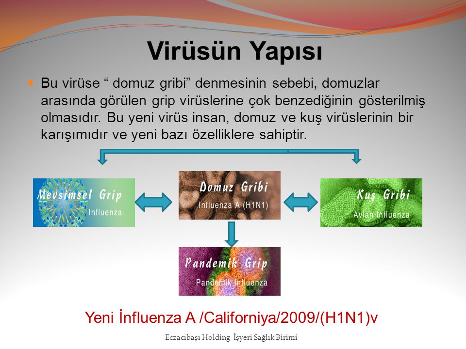 Virüsün Yapısı Yeni İnfluenza A /Californiya/2009/(H1N1)v