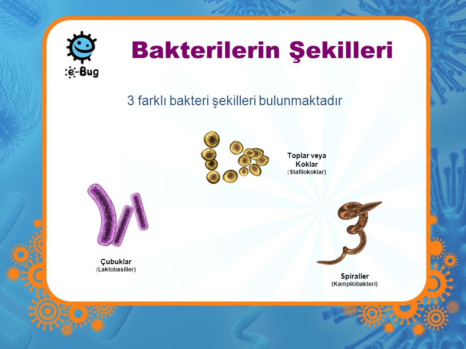 Bakterilerin Şekilleri