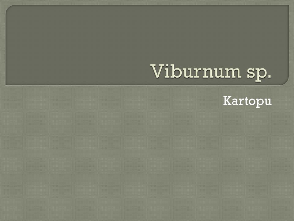 Viburnum sp. Kartopu