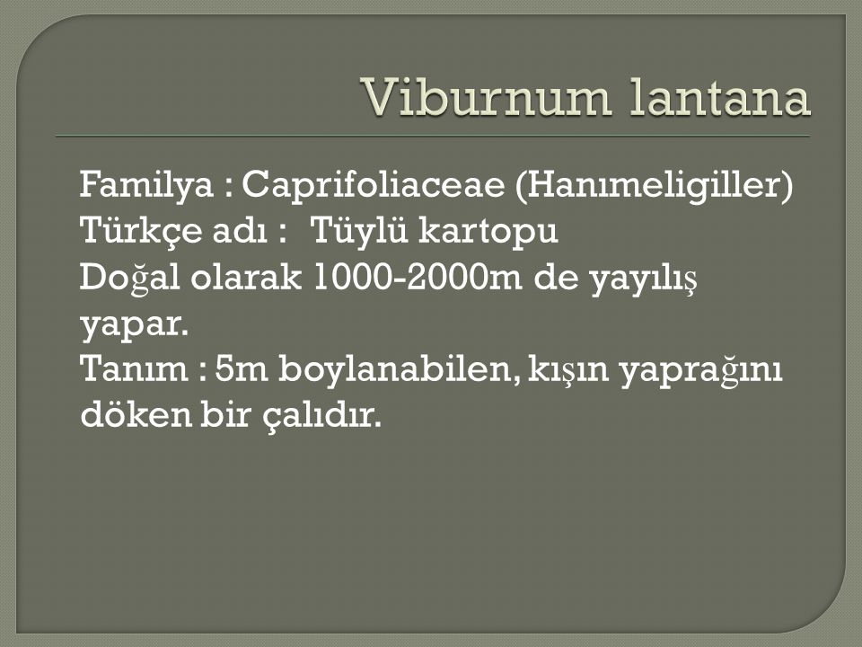 Viburnum lantana Familya : Caprifoliaceae (Hanımeligiller)