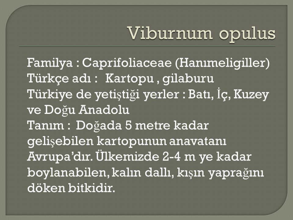 Viburnum opulus