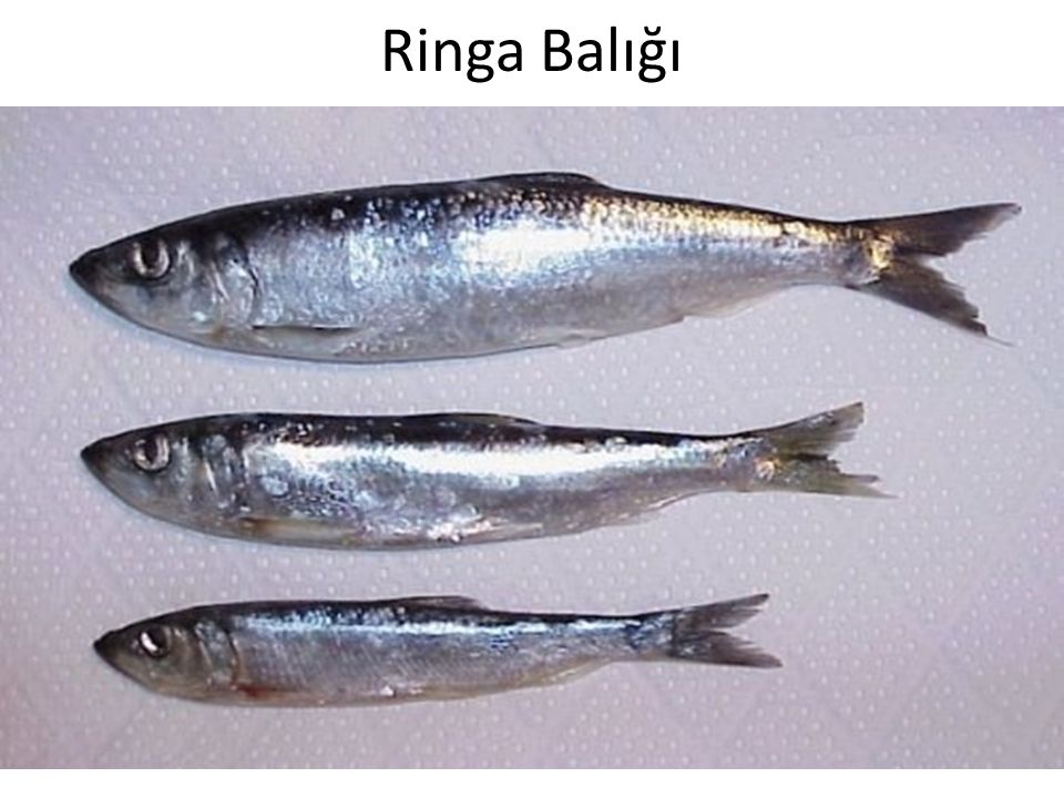 Ringa Balığı
