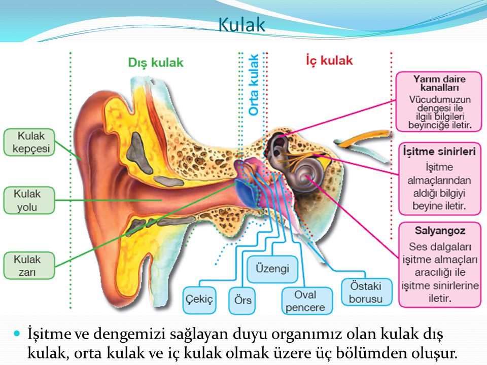 Kulak İşitme ve dengemizi sağlayan duyu organımız olan kulak dış kulak, orta kulak ve iç kulak olmak üzere üç bölümden oluşur.