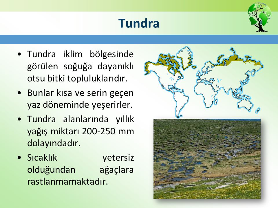 Tundra Tundra iklim bölgesinde görülen soğuğa dayanıklı otsu bitki topluluklarıdır. Bunlar kısa ve serin geçen yaz döneminde yeşerirler.