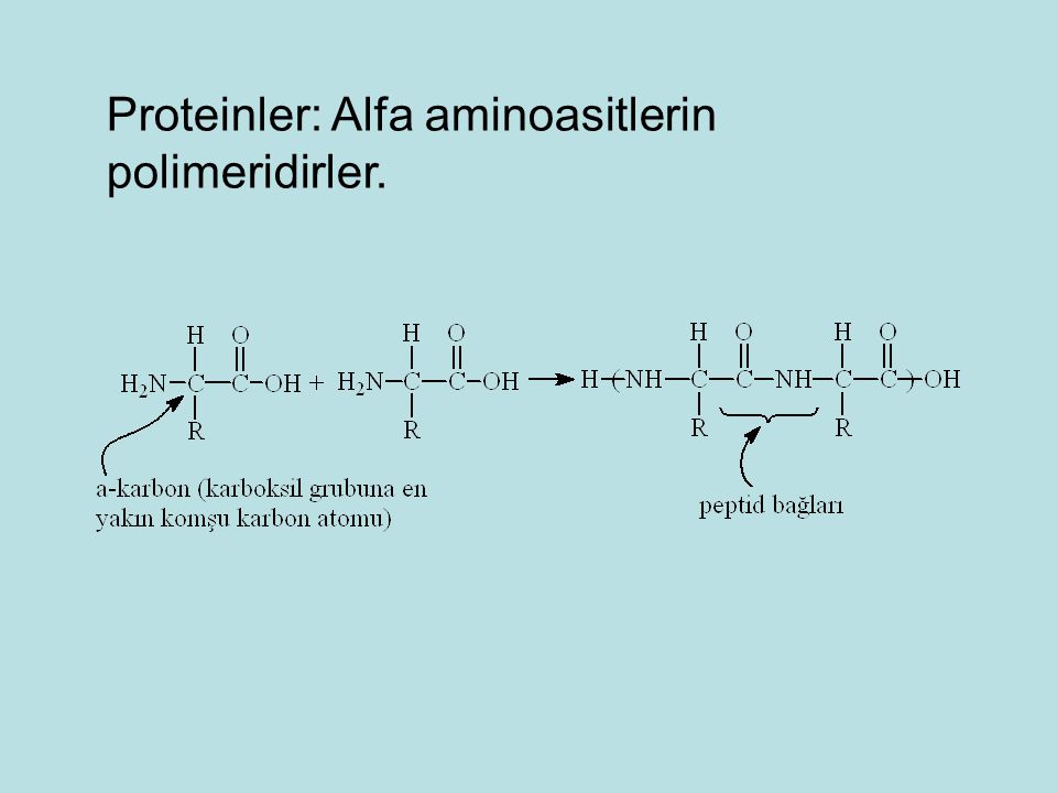 Proteinler: Alfa aminoasitlerin polimeridirler.