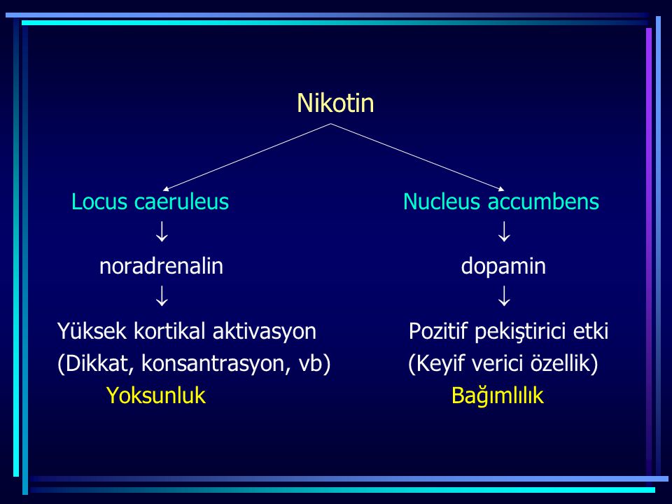 Nikotin Locus caeruleus Nucleus accumbens   noradrenalin dopamin