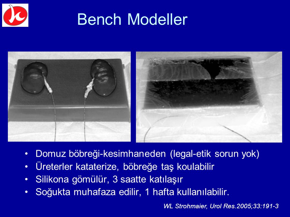 Bench Modeller Domuz böbreği-kesimhaneden (legal-etik sorun yok)