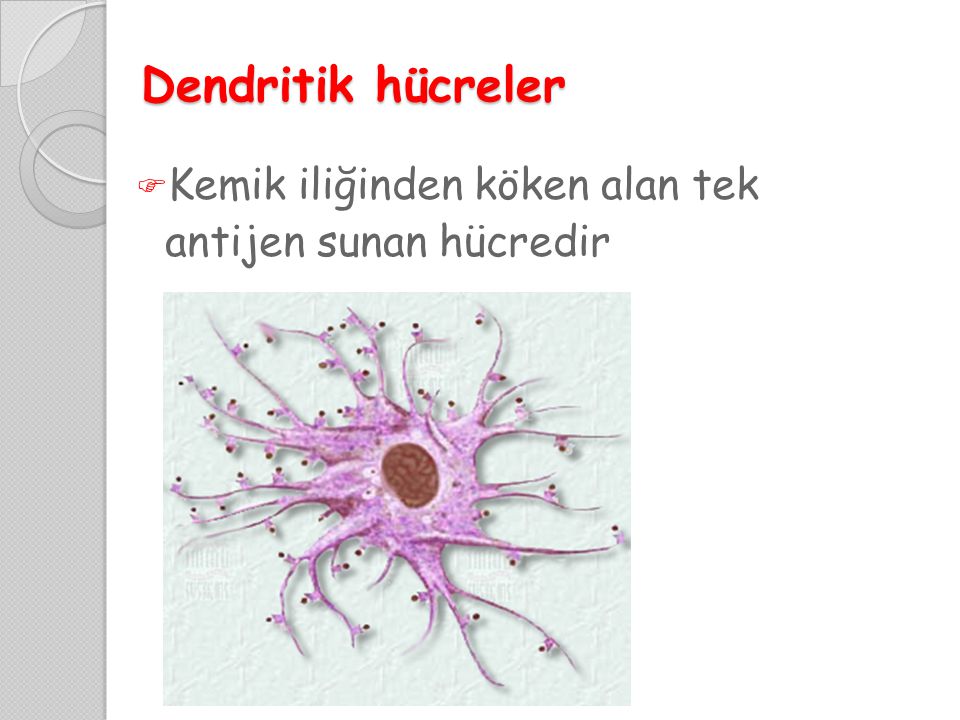 Dendritik hücreler Kemik iliğinden köken alan tek antijen sunan hücredir