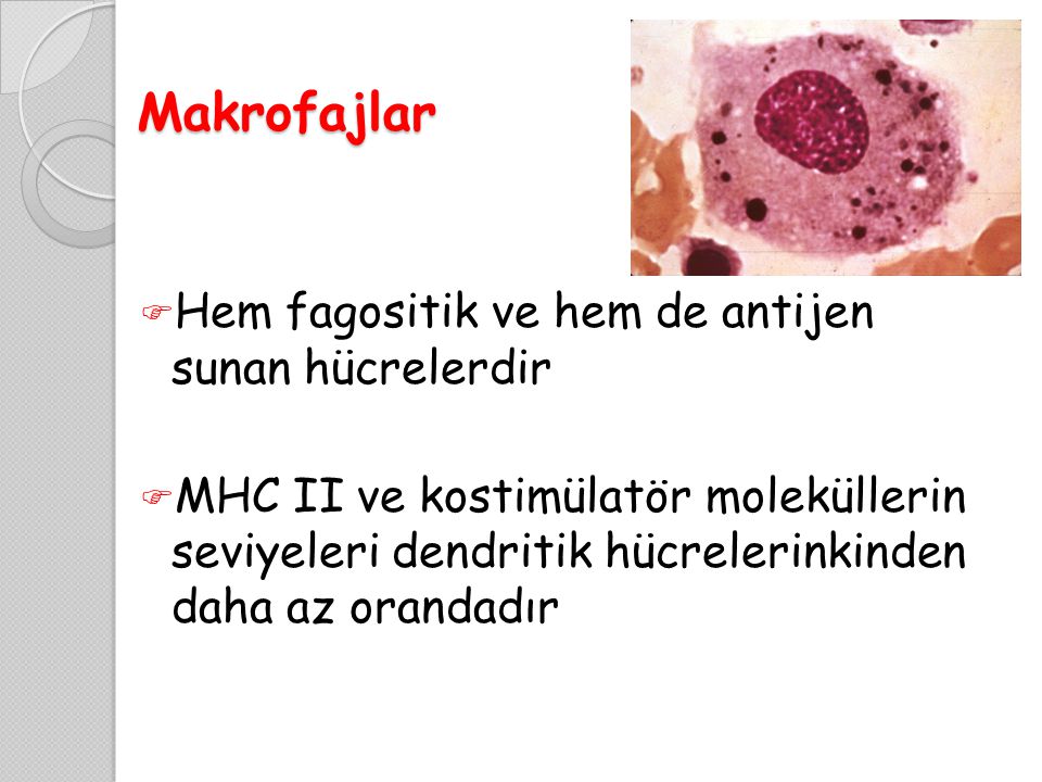 Makrofajlar Hem fagositik ve hem de antijen sunan hücrelerdir