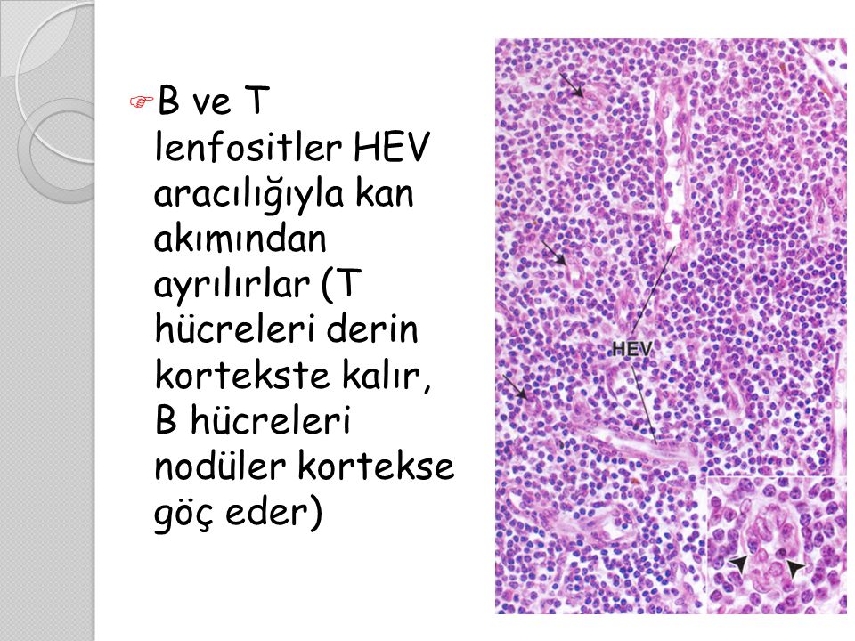 B ve T lenfositler HEV aracılığıyla kan akımından ayrılırlar (T hücreleri derin kortekste kalır, B hücreleri nodüler kortekse göç eder)