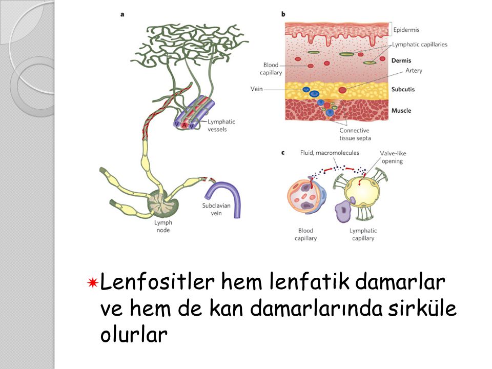 Lenfositler hem lenfatik damarlar ve hem de kan damarlarında sirküle olurlar
