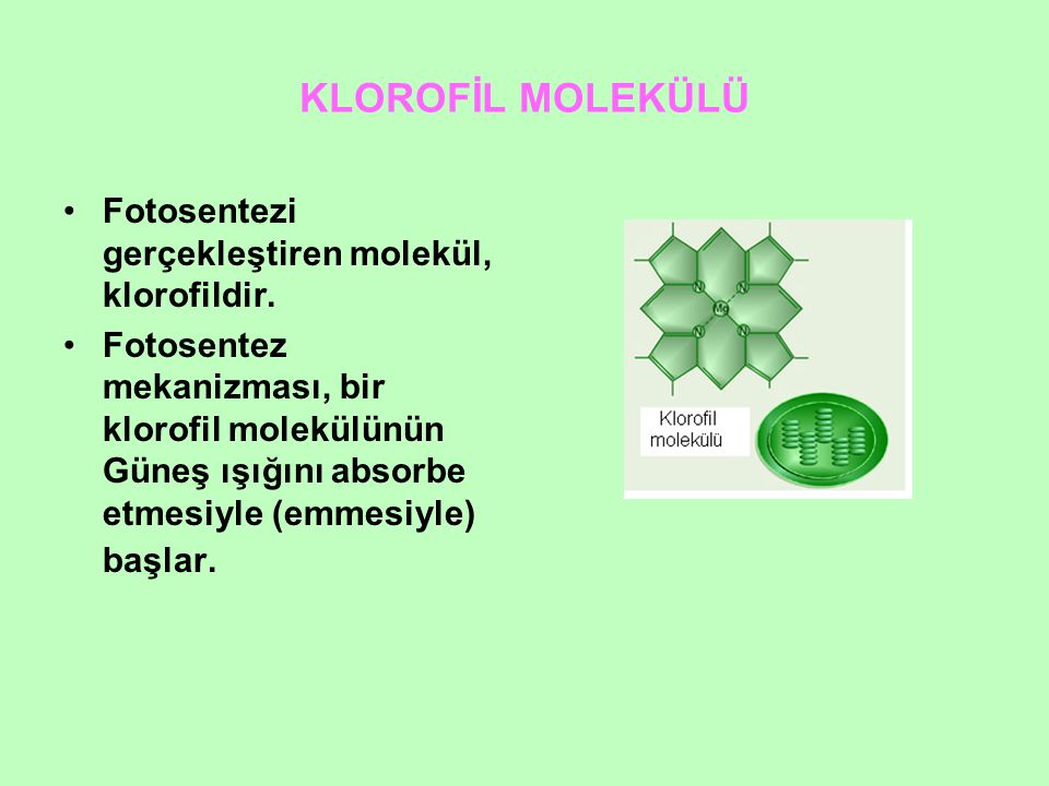 KLOROFİL MOLEKÜLÜ Fotosentezi gerçekleştiren molekül, klorofildir.