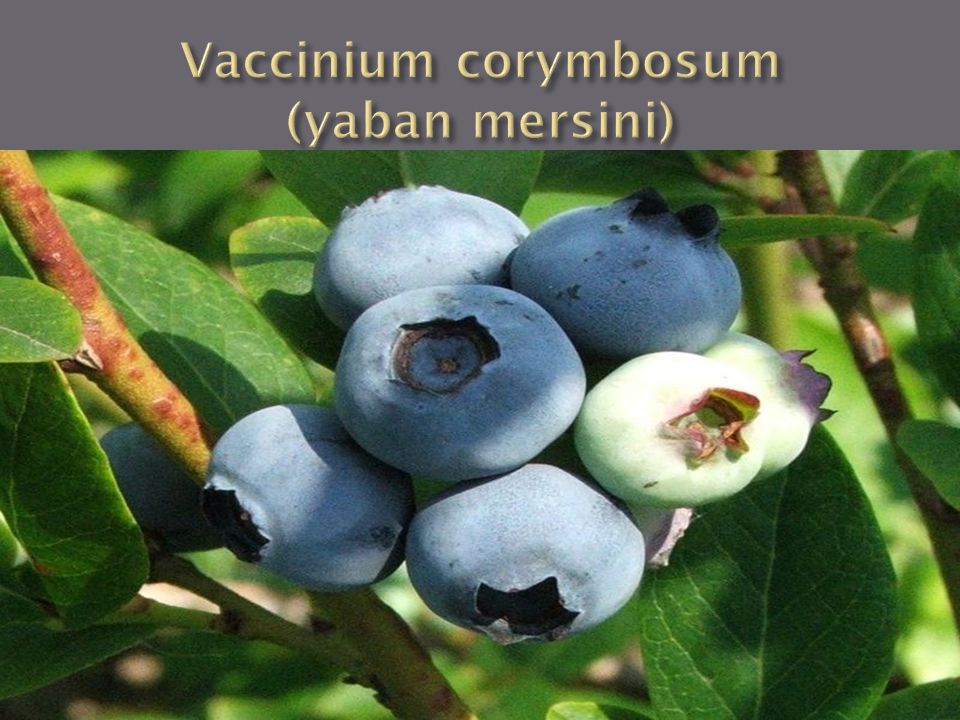 Vaccinium corymbosum (yaban mersini)