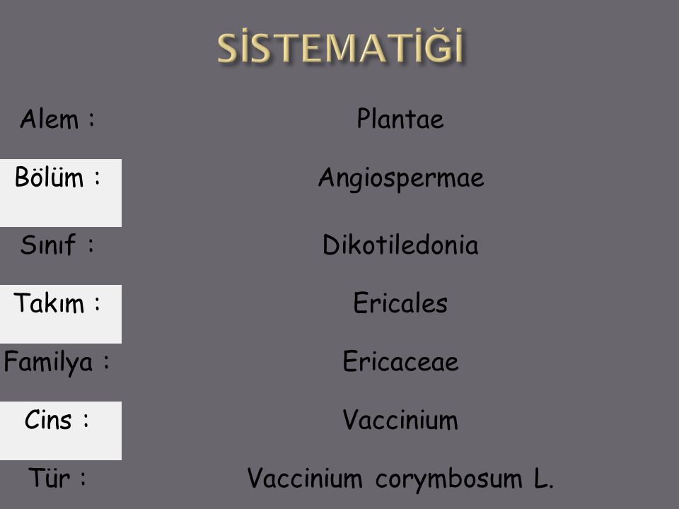 Vaccinium corymbosum L.
