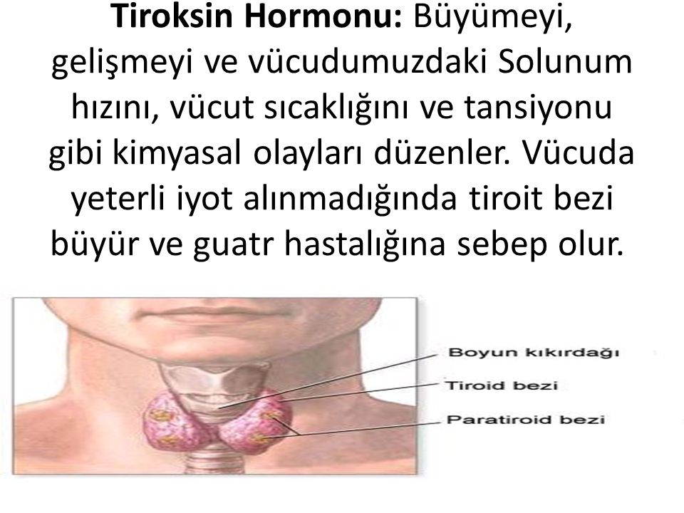 Tiroksin Hormonu: Büyümeyi, gelişmeyi ve vücudumuzdaki Solunum hızını, vücut sıcaklığını ve tansiyonu gibi kimyasal olayları düzenler.
