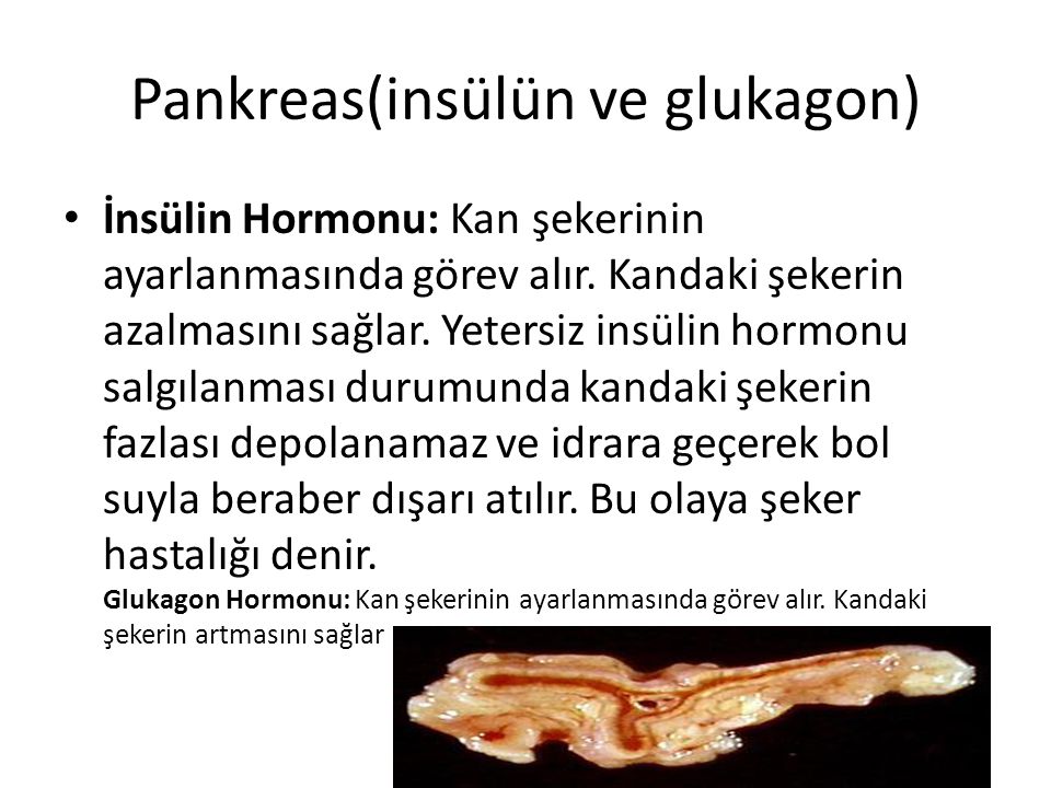 Pankreas(insülün ve glukagon)