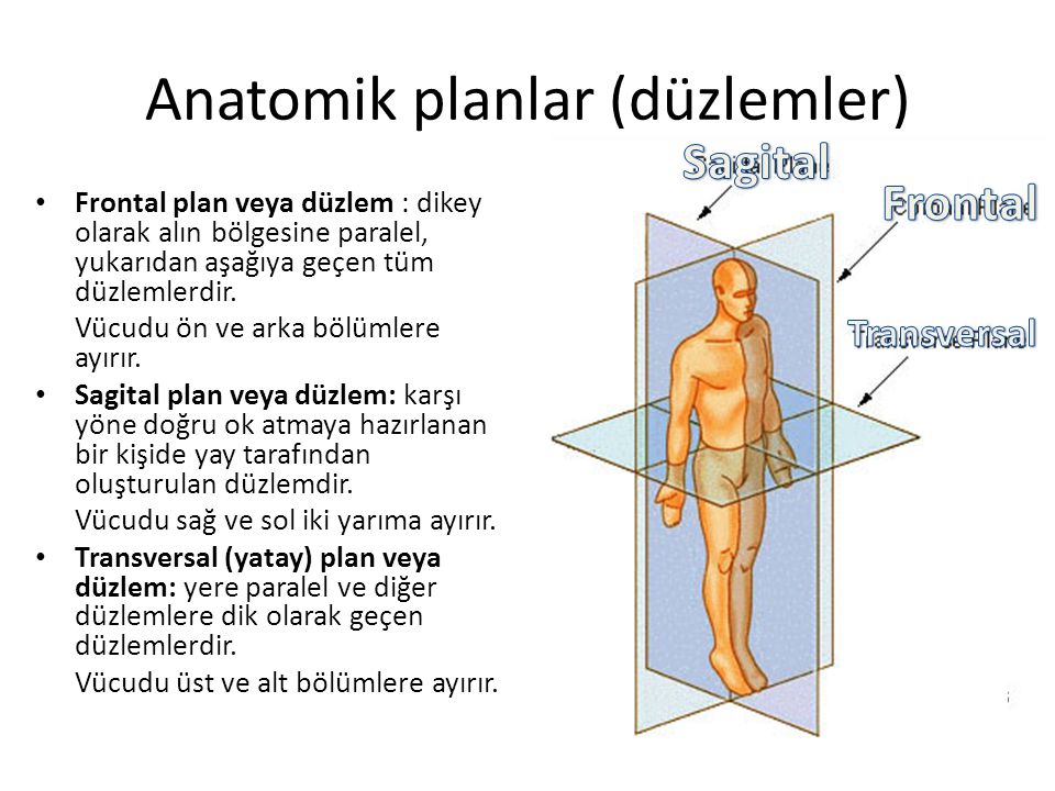 Anatomik planlar (düzlemler)