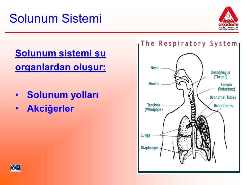 Solunum Sistemi Solunum sistemi şu organlardan oluşur: Solunum yolları