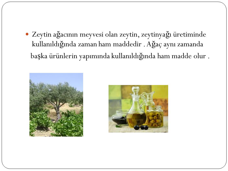 Zeytin ağacının meyvesi olan zeytin, zeytinyağı üretiminde kullanıldığında zaman ham maddedir . Ağaç aynı zamanda