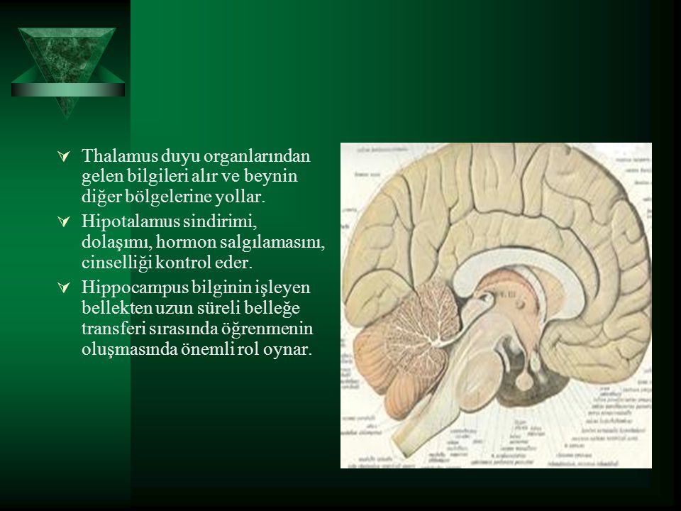 Thalamus duyu organlarından gelen bilgileri alır ve beynin diğer bölgelerine yollar.