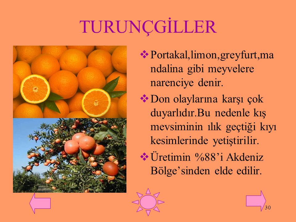 TURUNÇGİLLER Portakal,limon,greyfurt,mandalina gibi meyvelere narenciye denir.