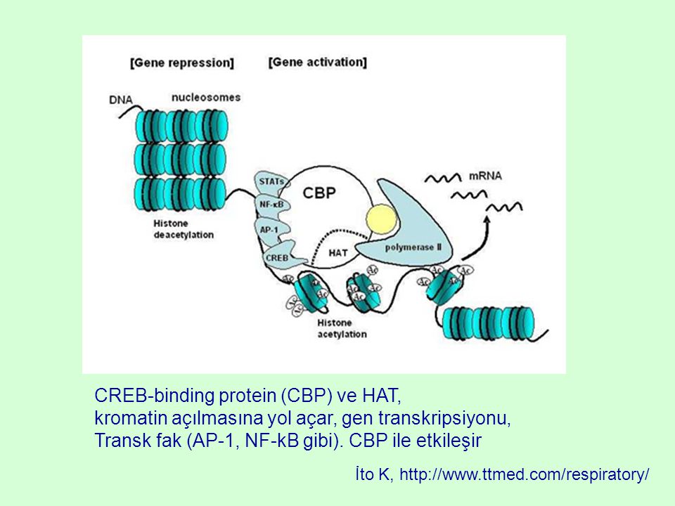 CREB-binding protein (CBP) ve HAT,