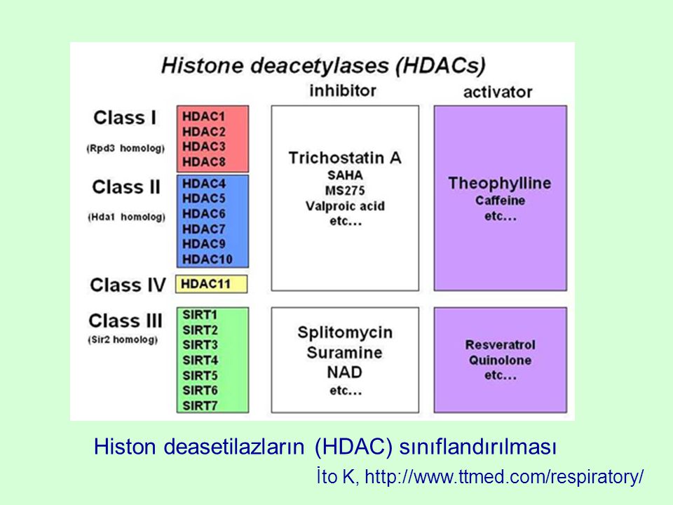 Histon deasetilazların (HDAC) sınıflandırılması