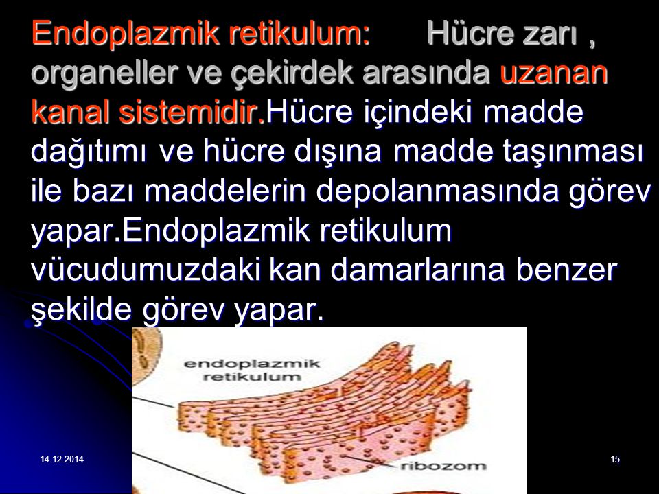 Endoplazmik retikulum: