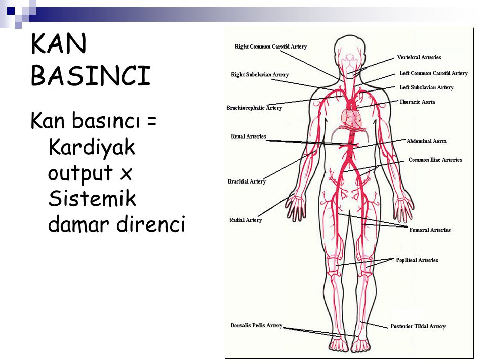 KAN BASINCI Kan basıncı = Kardiyak output x Sistemik damar direnci