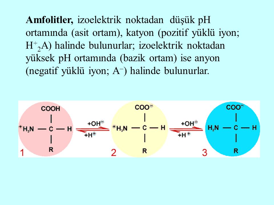 Amfolitler, izoelektrik noktadan düşük pH ortamında (asit ortam), katyon (pozitif yüklü iyon; H+2A) halinde bulunurlar; izoelektrik noktadan yüksek pH ortamında (bazik ortam) ise anyon (negatif yüklü iyon; A) halinde bulunurlar.
