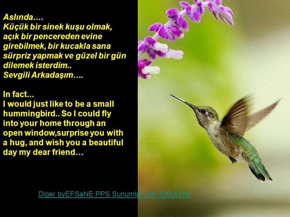Küçük bir sinek kuşu olmak, açık bir pencereden evine