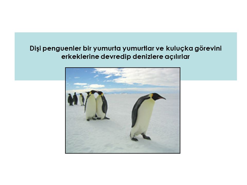 Dişi penguenler bir yumurta yumurtlar ve kuluçka görevini erkeklerine devredip denizlere açılırlar