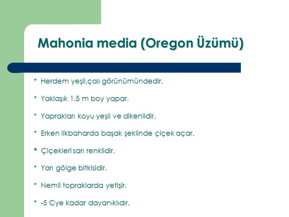 Mahonia media (Oregon Üzümü)