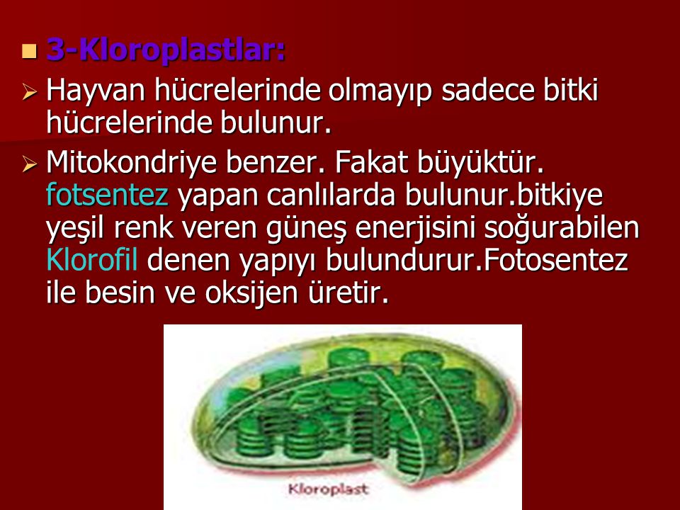 3-Kloroplastlar: Hayvan hücrelerinde olmayıp sadece bitki hücrelerinde bulunur.