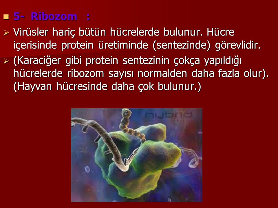 5- Ribozom : Virüsler hariç bütün hücrelerde bulunur. Hücre içerisinde protein üretiminde (sentezinde) görevlidir.