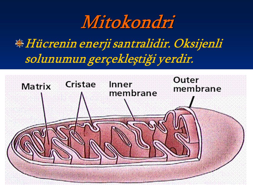 Mitokondri Hücrenin enerji santralidir. Oksijenli solunumun gerçekleştiği yerdir.