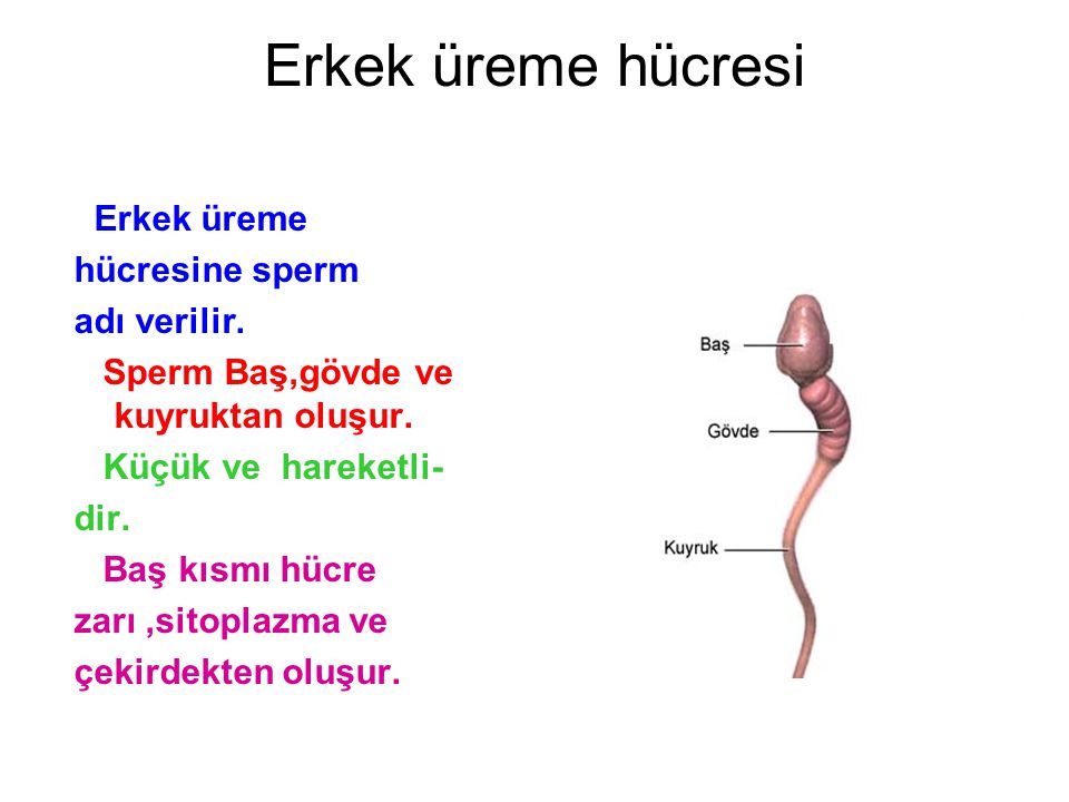 Erkek üreme hücresi Erkek üreme hücresine sperm adı verilir.