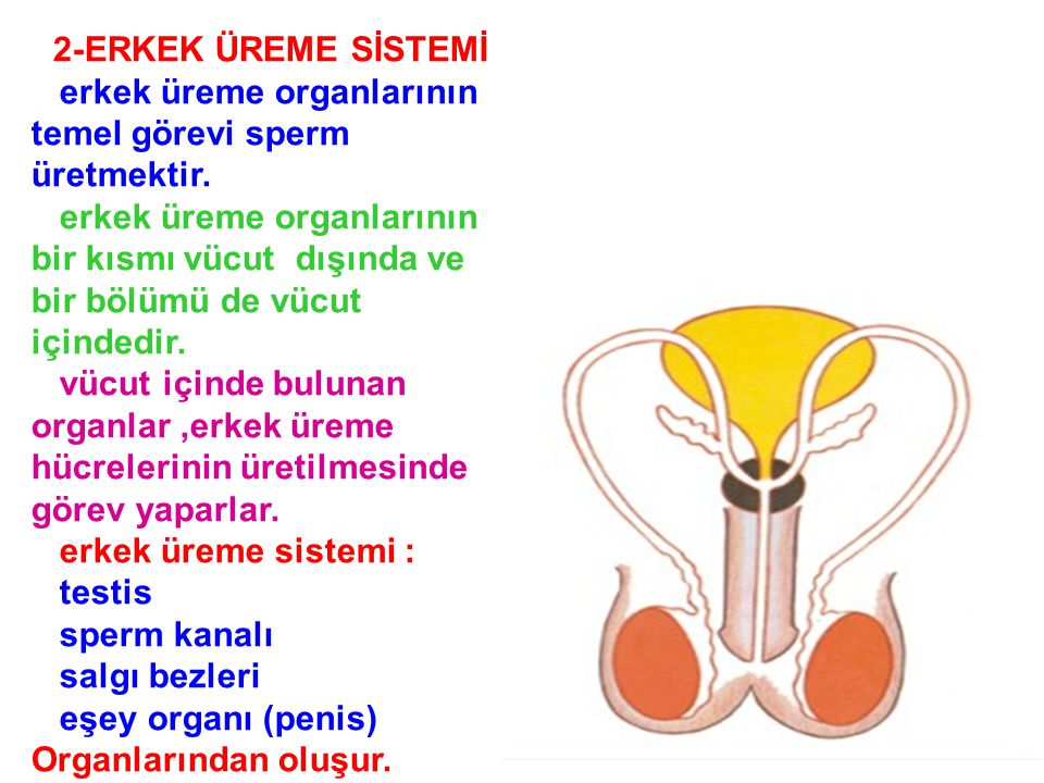 erkek üreme organlarının temel görevi sperm üretmektir.