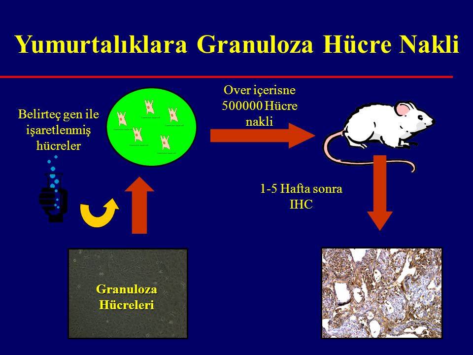 Yumurtalıklara Granuloza Hücre Nakli