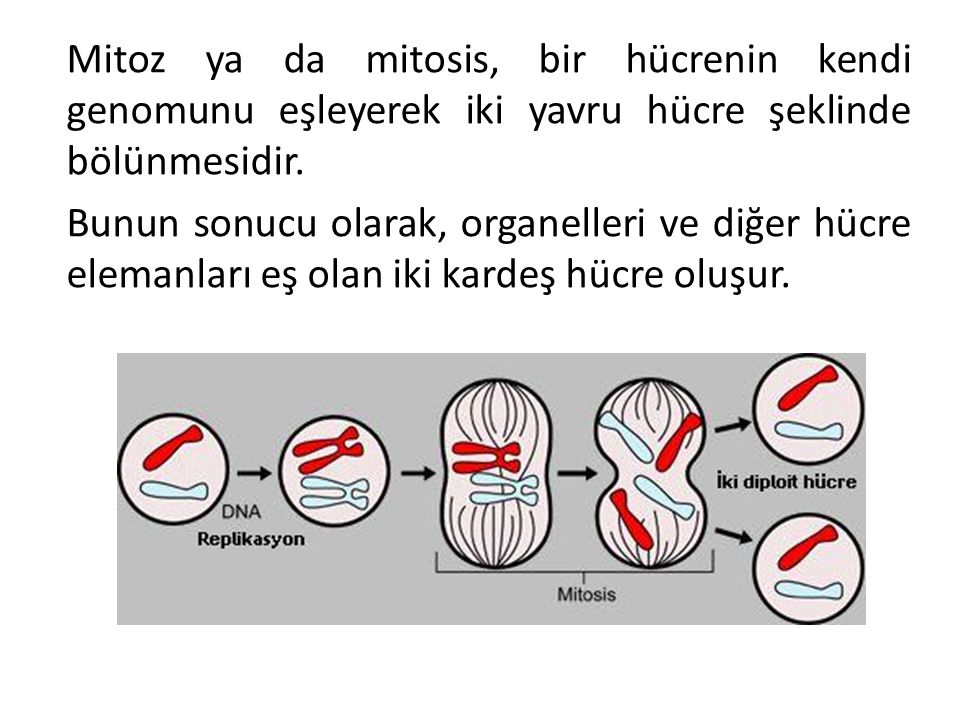 Mitoz ya da mitosis, bir hücrenin kendi genomunu eşleyerek iki yavru hücre şeklinde bölünmesidir.
