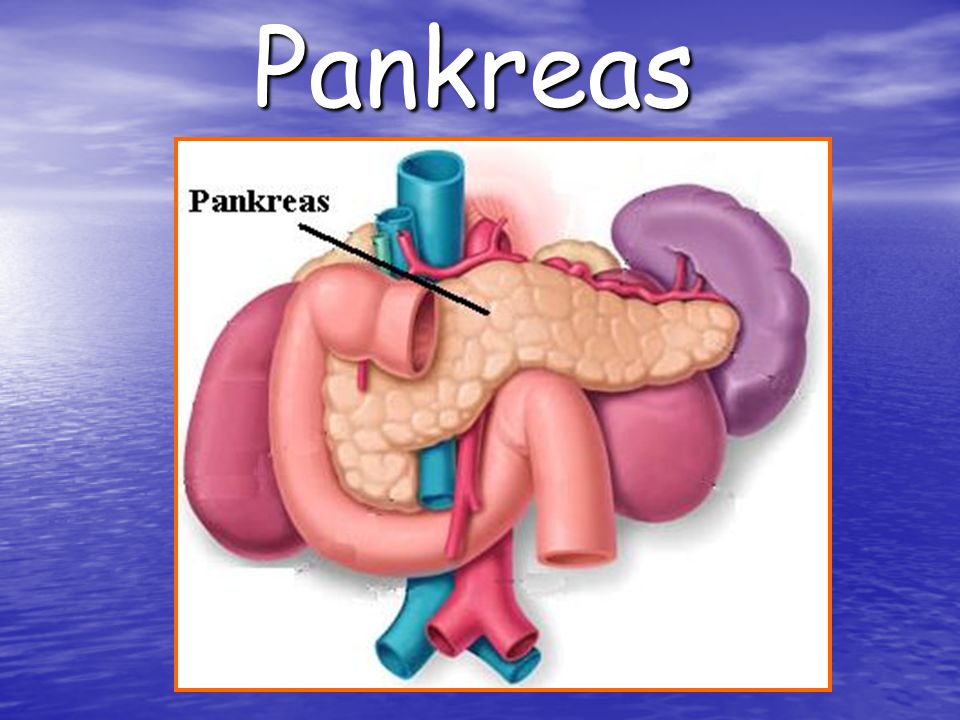 Pankreas